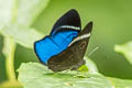 White-striped Blue Eyemark Mesosemia mevania meletia